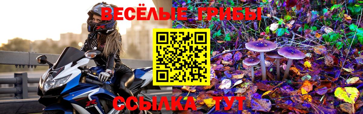 Углич  Псилоцибиновые грибы Cubensis  где продают   Вход с VPN 